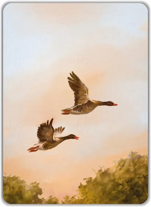 Kaart: Eenden (blanco)